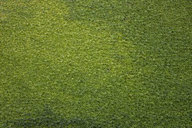 Güzel parlak yeşil sarmaşık arka plan bırakır. Duvarda koyu ve soluk yapraklar.