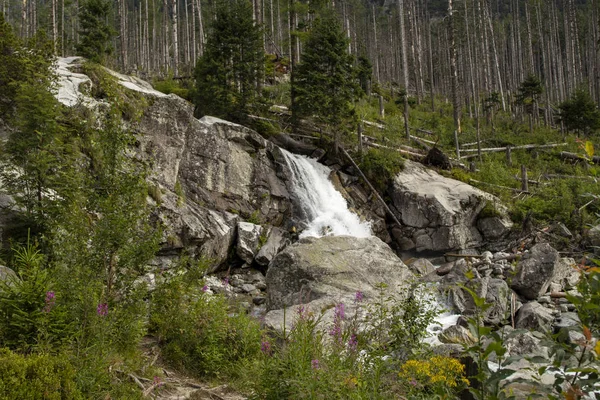 Cachoeira de montanha fluindo sobre rochas maciças. Flores de montanha florescendo em primeiro plano. Árvores partidas no fundo. High Tatras, Eslováquia . — Fotografia de Stock