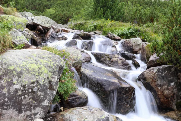 A água de um rio de montanha com rochas no Alto Tatras, Eslováquia. Rio de montanha, rochas, flores silvestres e paisagem anã-pínea . — Fotografia de Stock