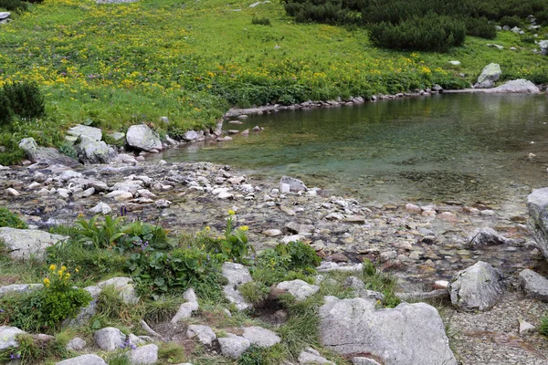 Small lake in the mountains with stones. Small purple and yellow flowers growing between stones in the foreground. — Stock Photo, Image