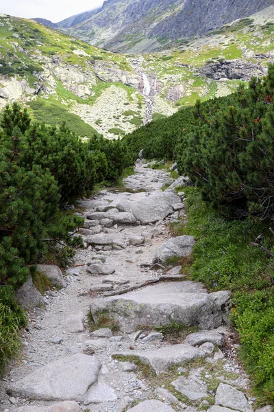 Ścieżka wykonana z kamieni i małego sosnowego drzewa w lesie. Tatry Wysokie, Słowacja. — Zdjęcie stockowe