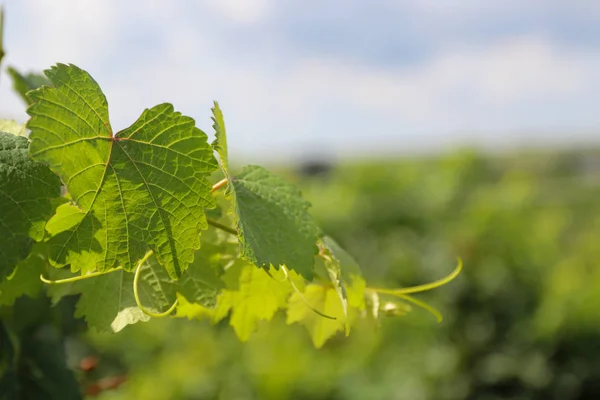 Hermosas hojas de uva en un viñedo. Fondo del viñedo en verano . — Foto de Stock