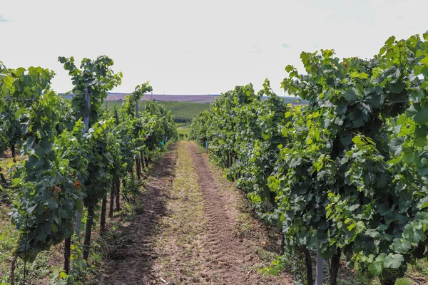 Viñedos de Moravia en la cosecha de verano y otoño. Uvas maduras y hojas verdes . — Foto de Stock