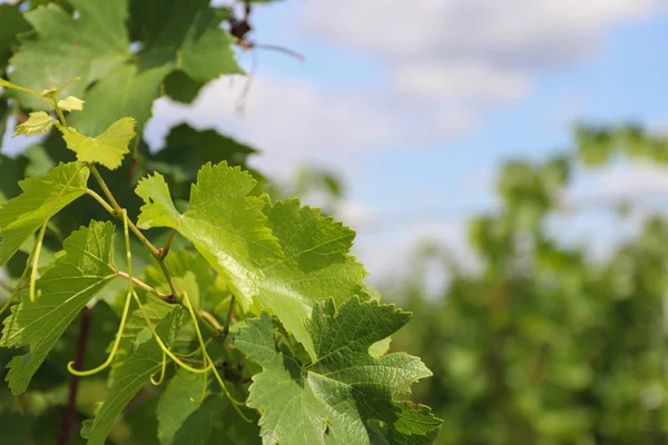 Hermosas hojas de uva en un viñedo. Fondo del viñedo en verano . — Foto de Stock