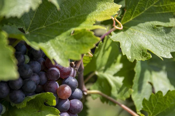 Detalle de uvas rojas maduras y hojas verdes. Viñas de Moravia en la cosecha de verano y otoño . — Foto de Stock