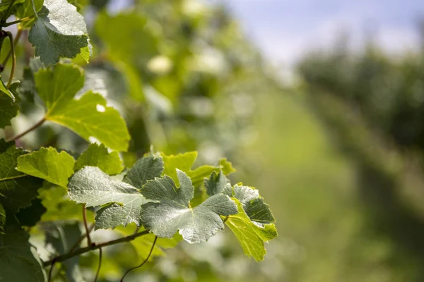 Hermosas hojas de uva en un viñedo. Viña de Moravia en verano . — Foto de Stock