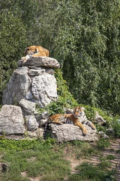 Two tigers resting on the rocks. Tired, weak and hungry tigers from days. Royal bengal tigers.