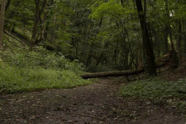 Fırtınadan sonra karanlık ormanda yürüyüş parkurunda devrilmiş büyük bir ağaç..