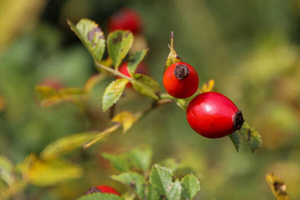 Ripe red hip rose on a bush at autumn.