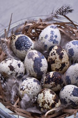 Tüyleri ile bıldırcın yuvası