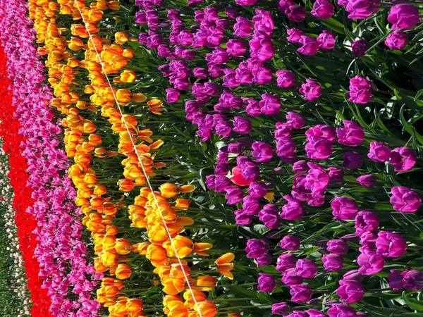 Row of multi colored Tulips