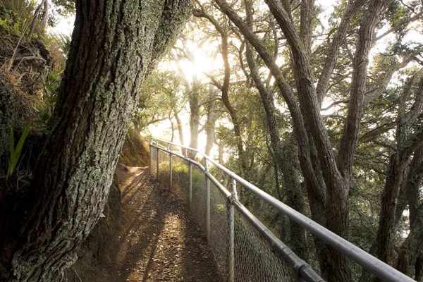 Тропинка Деревянном Лесу Окленде — стоковое фото