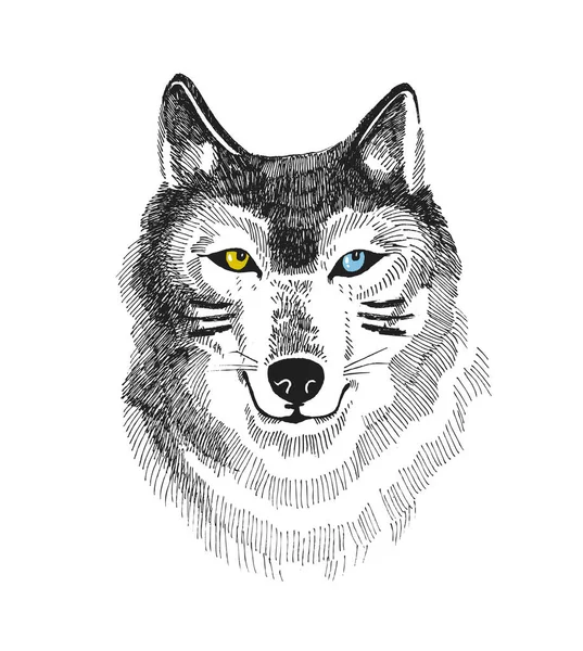 Tirage Main Avec Loup Husky Conception Vectorielle Boho Pour Shirt — Image vectorielle