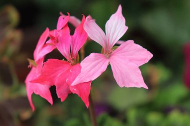 Bu çiçeğin güzel bir fotoğrafı rüya görmenizi sağlar.