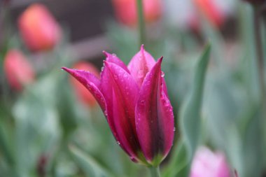 Bu yaz bir lalenin yaralı bir fotoğrafını çektim.