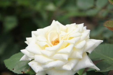 Yaz güneşin altında parlayan gülleri