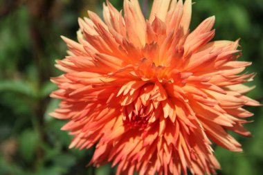 Evimin yakınında portakal çiçeği buldum.