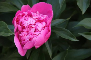 Bu şakayık harika.