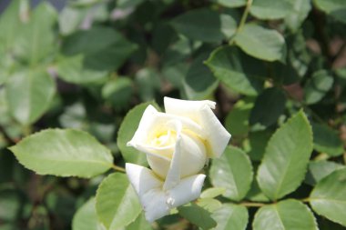 Beyaz gül bir kız için en iyi hediyedir.