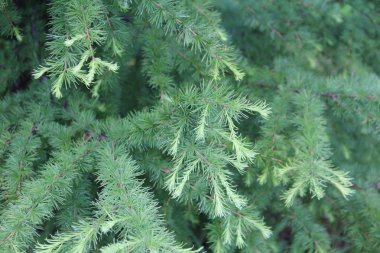 Evimin yakınındaki yeşil ladin.