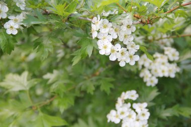Güzel bitkilerin güzel çiçekleri beni mutlu ediyor.