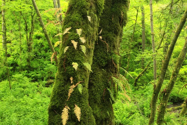 a picture of an exterior Pacific Northwest rainforest with Big leaf maple trees