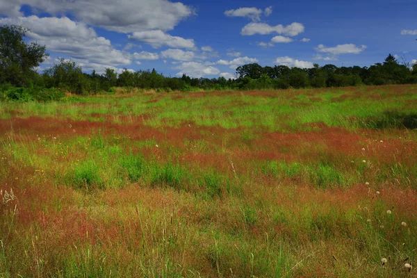 a picture of an exterior Pacific Northwest forest meadow