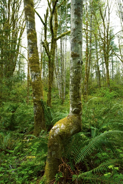 a picture of an exterior Pacific Northwest forest with Red alder trees