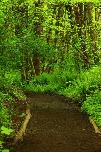 a picture of an exterior Pacific Northwest forest trail