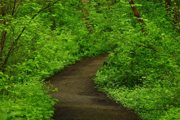a picture of an exterior Pacific Northwest forest trail