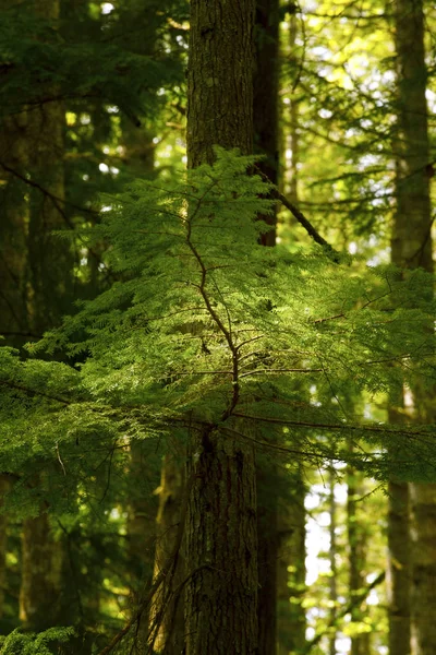 a picture of an exterior Pacific Northwest forest with second growth conifer trees