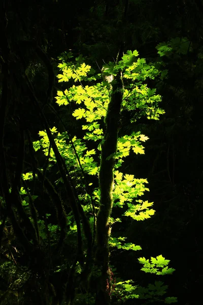 a picture of an exterior Pacific Northwest forest with a Big leaf maple tree