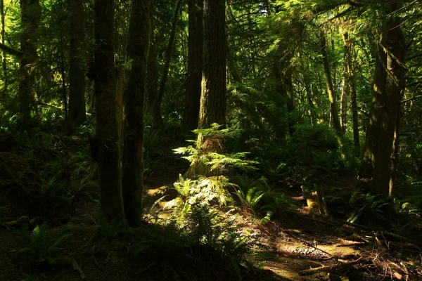 a picture of an exterior Pacific Northwest forest with conifer trees