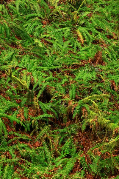 a picture of an exterior Pacific Northwest rainforest with Sword ferns