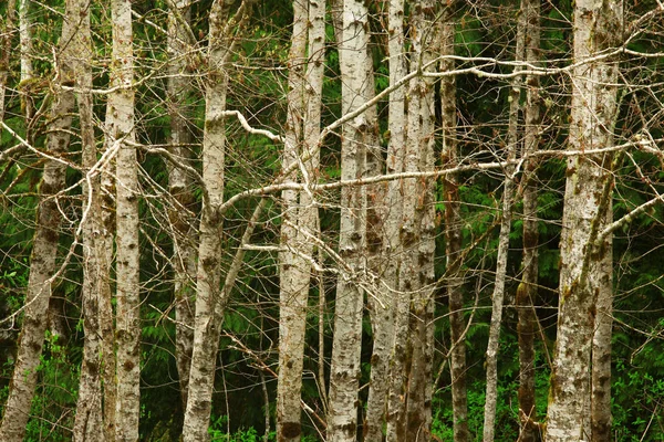 a picture of an exterior Pacific Northwest forest with Red alder trees
