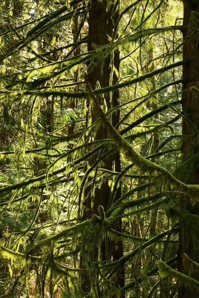 a picture of an exterior Pacific Northwest rainforest with mossy conifer trees