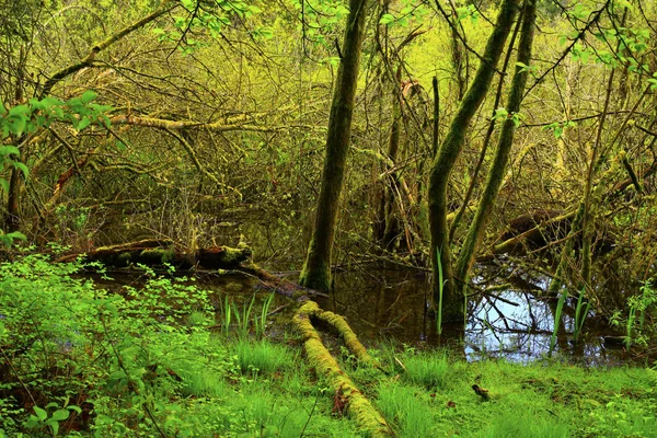 a picture of an exterior Pacific Northwest forest an wetlands