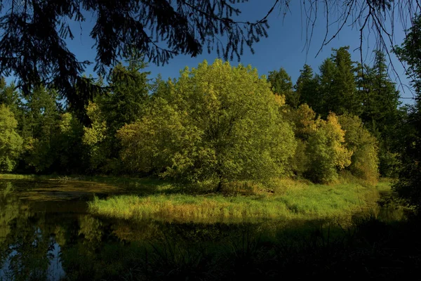 a picture of an exterior Pacific Northwest forest with a Pacific willow tree