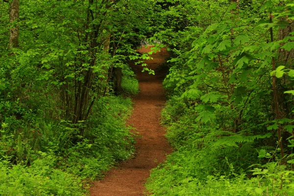 a picture of an exterior Pacific Northwest forest trail