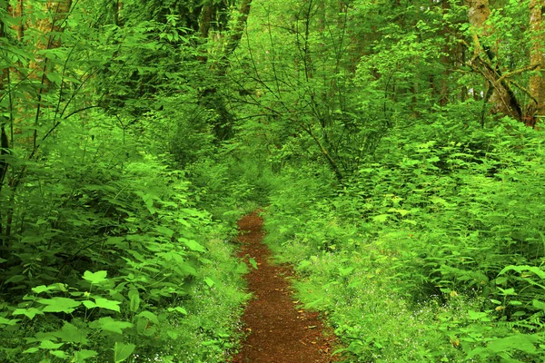 a picture of an exterior Pacific Northwest forest trail