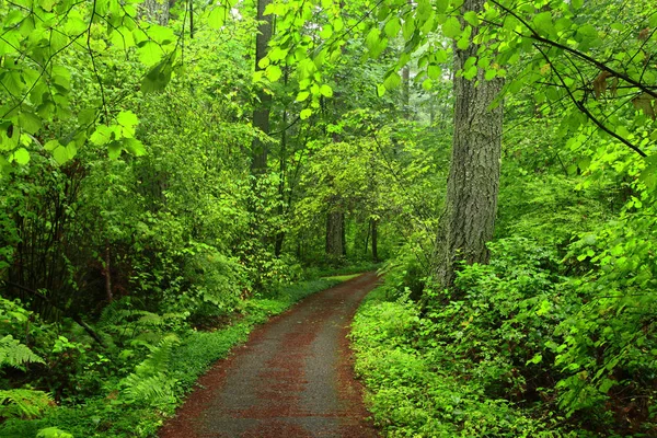 a picture of an exterior Pacific Northwest forest trail