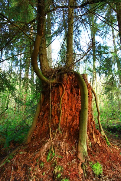 a picture of an exterior Pacific Northwest forest with second growth conifer tree