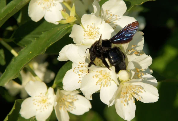 Abeja Carpintero Xylocopa Valga Sobre Flores Naranja Dulce Philadelphus Coronarius — Foto de Stock