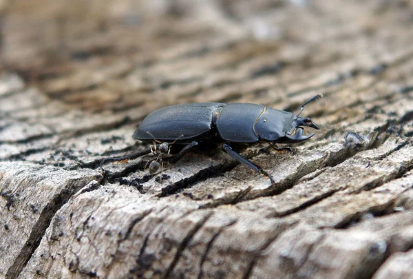 蚂蚁和雄鹿甲虫 卢卡努斯 的雌性在老树桩上 以当地为焦点的照片 — 图库照片