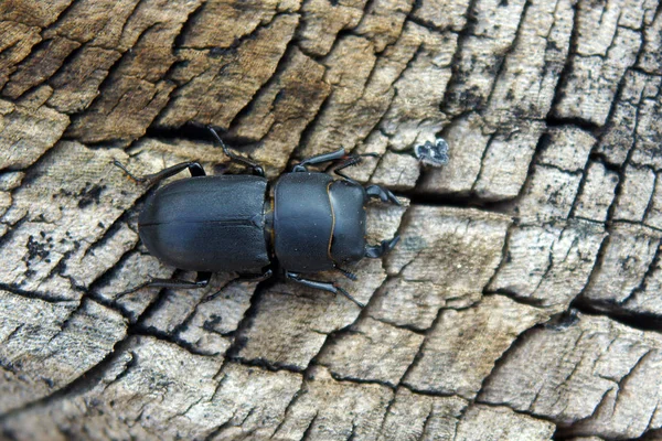 雄鹿甲虫 卢卡努斯 的雌性在老树桩上 — 图库照片