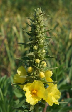 Bal ve şifalı çiçek bitkisi. (Verbascum)