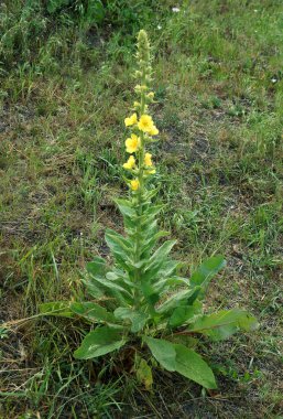 Bal ve şifalı çiçek bitkisi. (Verbascum)