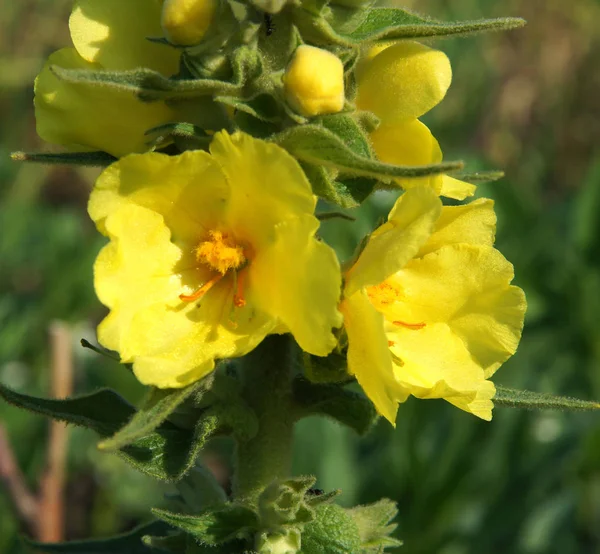 Bal ve şifalı çiçek bitkisi. (Verbascum)