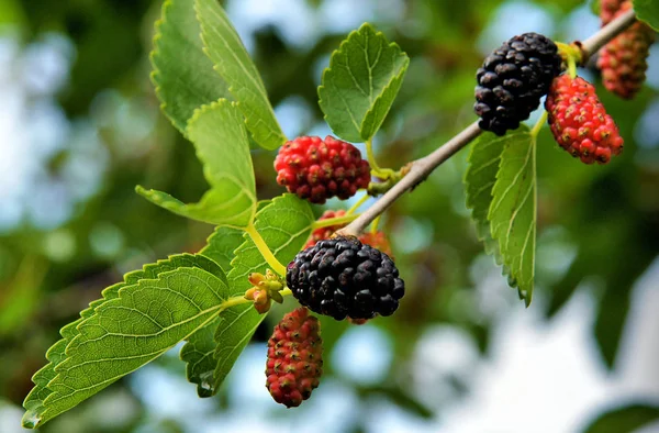Délicieux Fruits Comestibles Mûrier Noir Morus Nigra Sur Une Branche — Photo