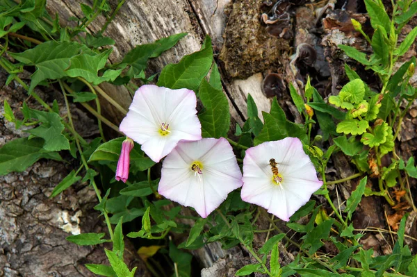 フィールド ヒルガオ アルヴェンスィス ヒルガオの花が草の間のユニークな自然写真を作成します — ストック写真
